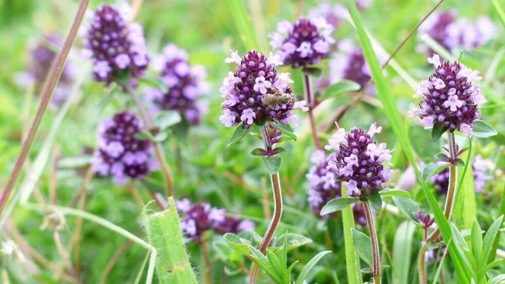 ペニス増大のためのタイムハーブ